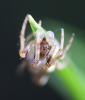 Cyclosa sp.